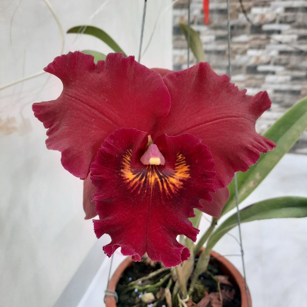 Lan Cattleya màu đỏ sẫm