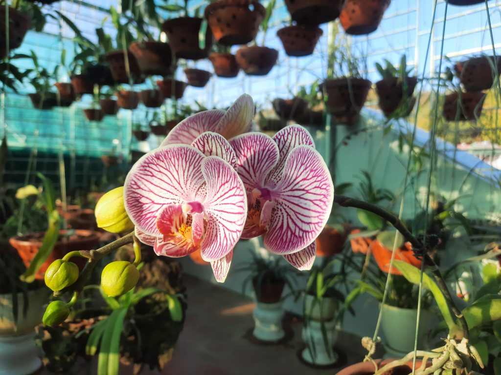Phalaenopsis
