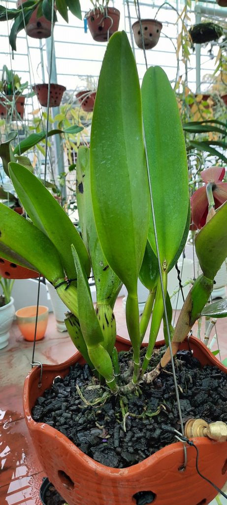 Cattleya 1 lá