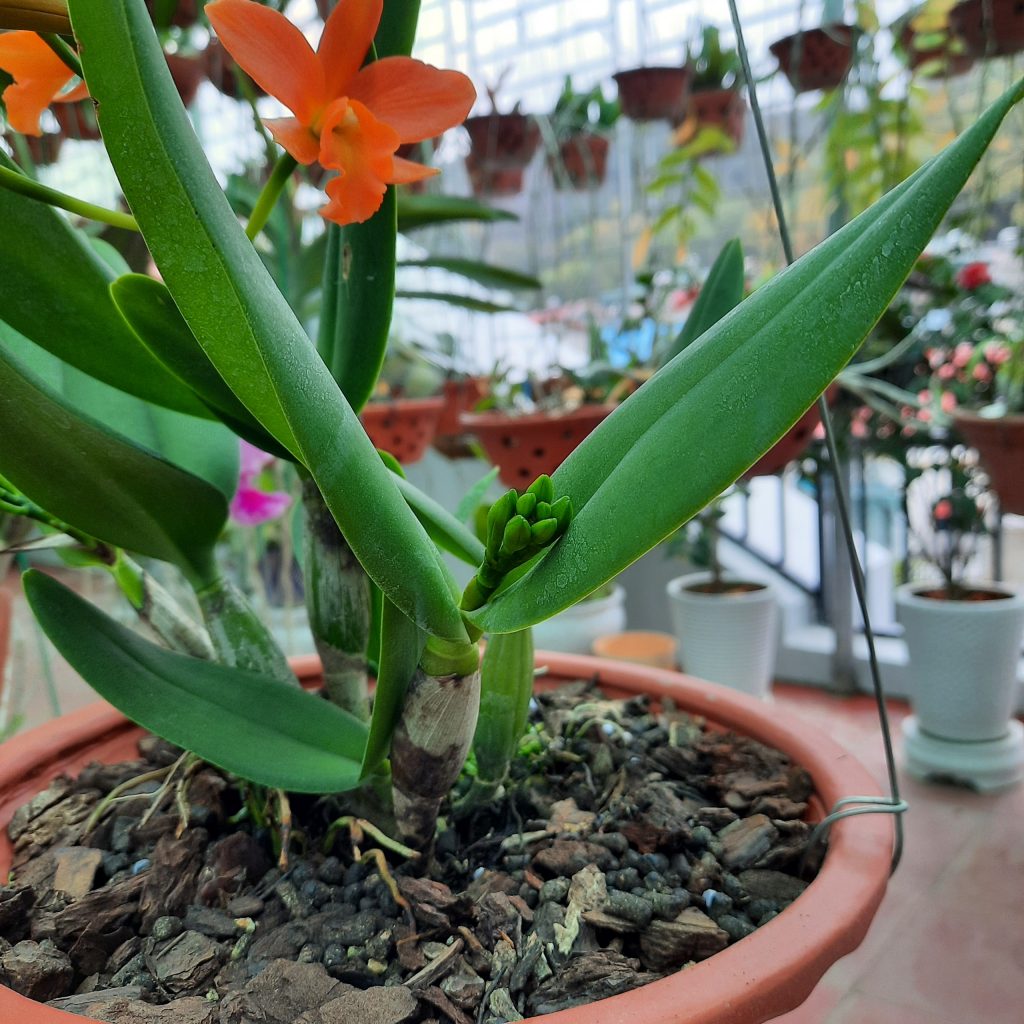 Cattleya 2 lá