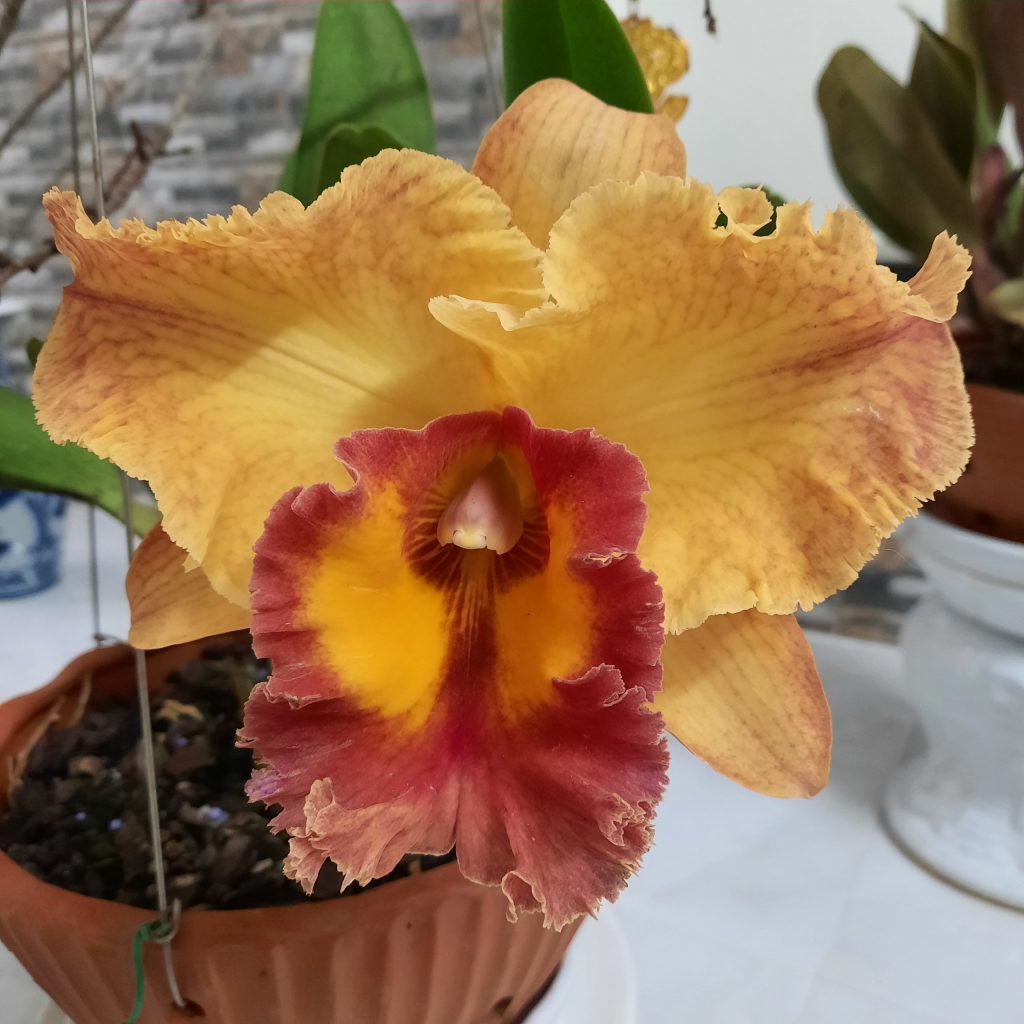 Hoa Cattleya