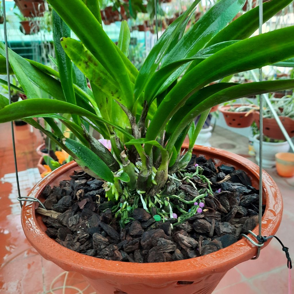 Cattleya 2 lá