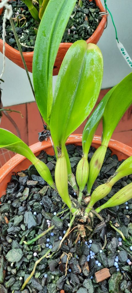 Thân và lá của Cattleya