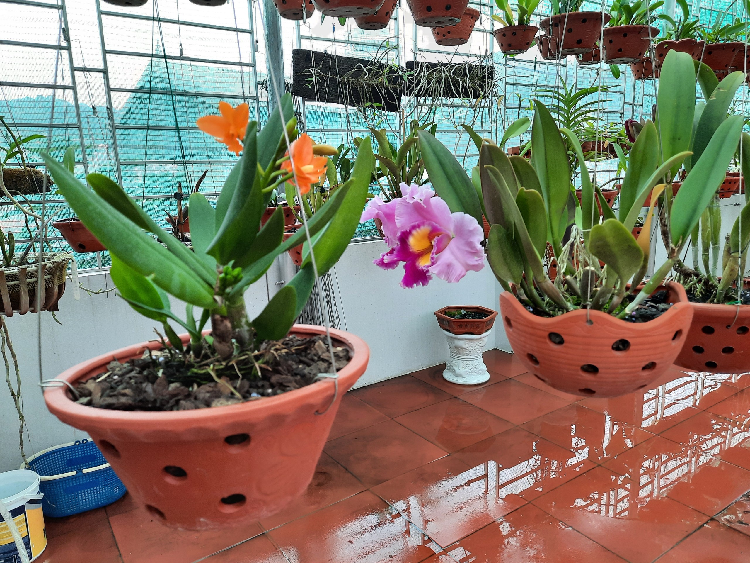 Bệnh thán thư trên Lan – Cách điều trị