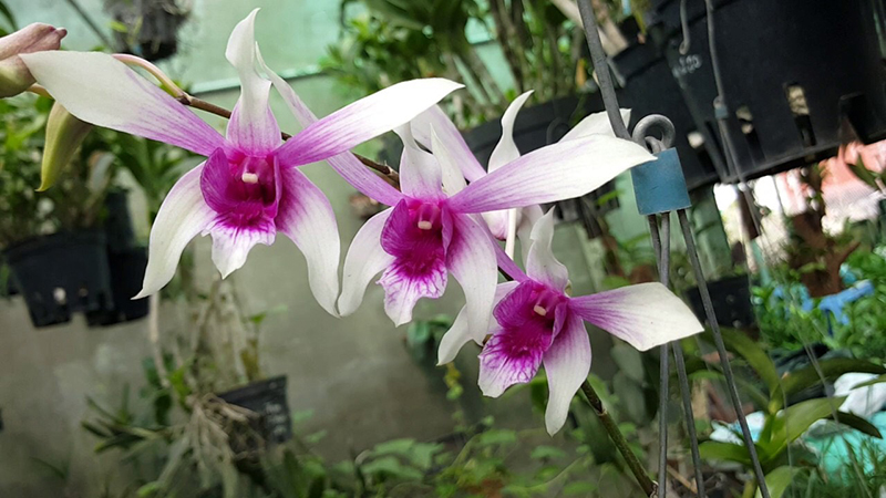 Lan Dendro nắng