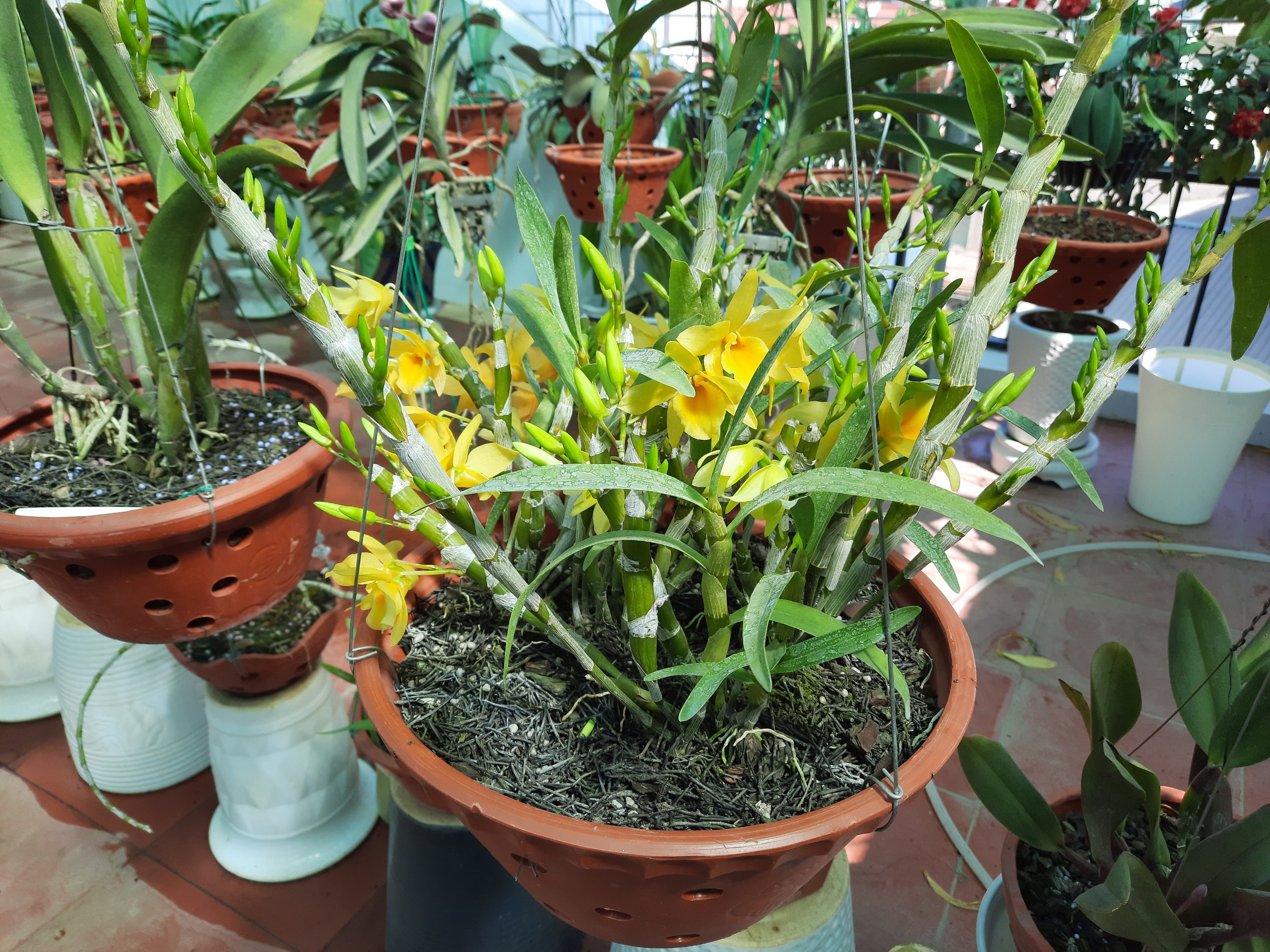 Các loại Lan Dendro