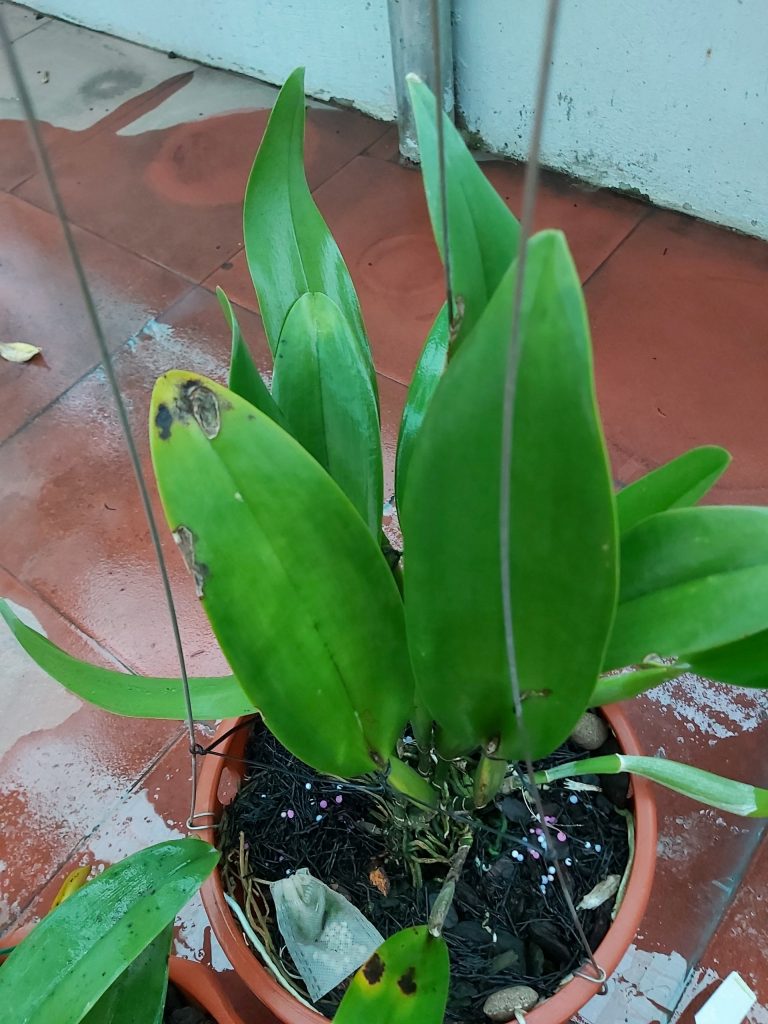 bệnh thán thư trên lan