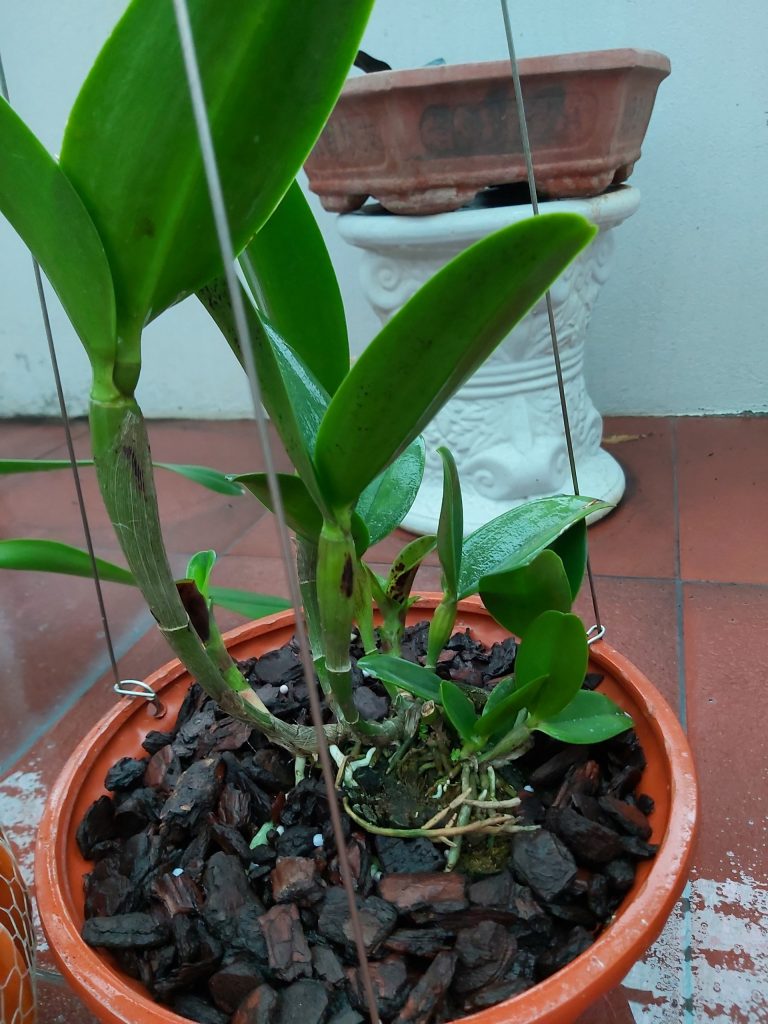 bệnh thán thư trên lan
