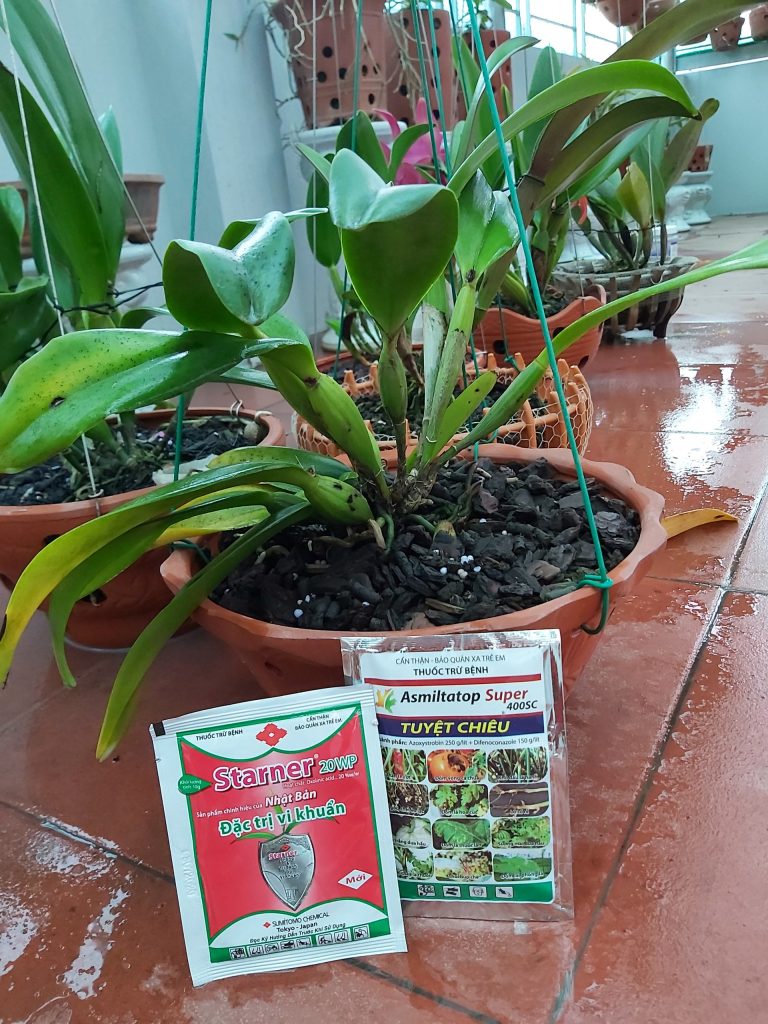 thuốc trị bệnh thán thư trên lan