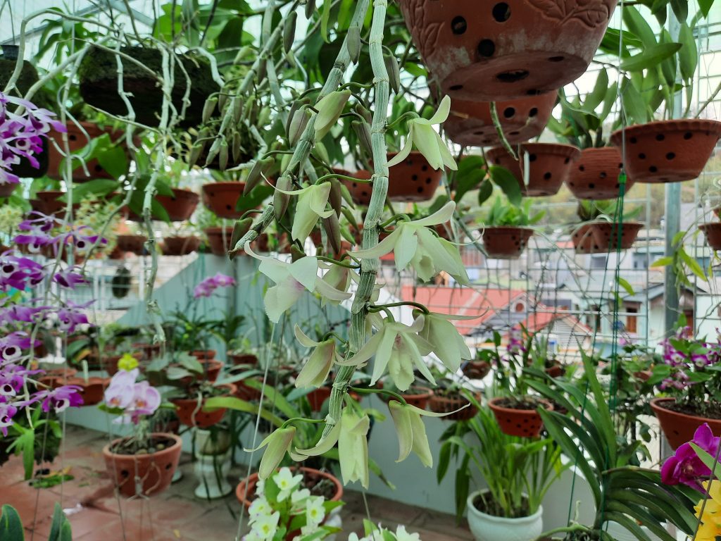 Lan Đại ý thảo mới nở