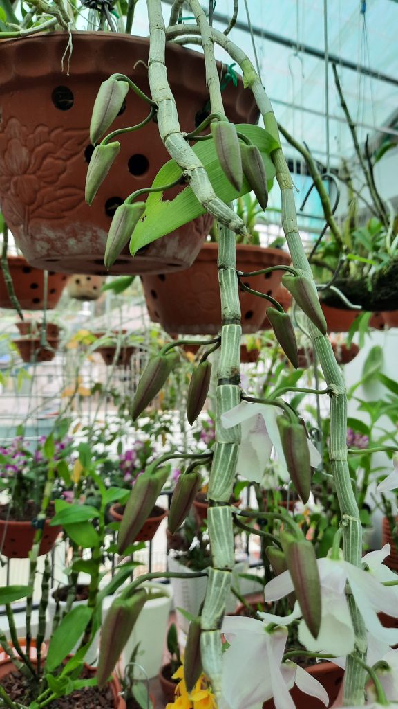 Thân, lá, nụ Lan Đại ý thảo.