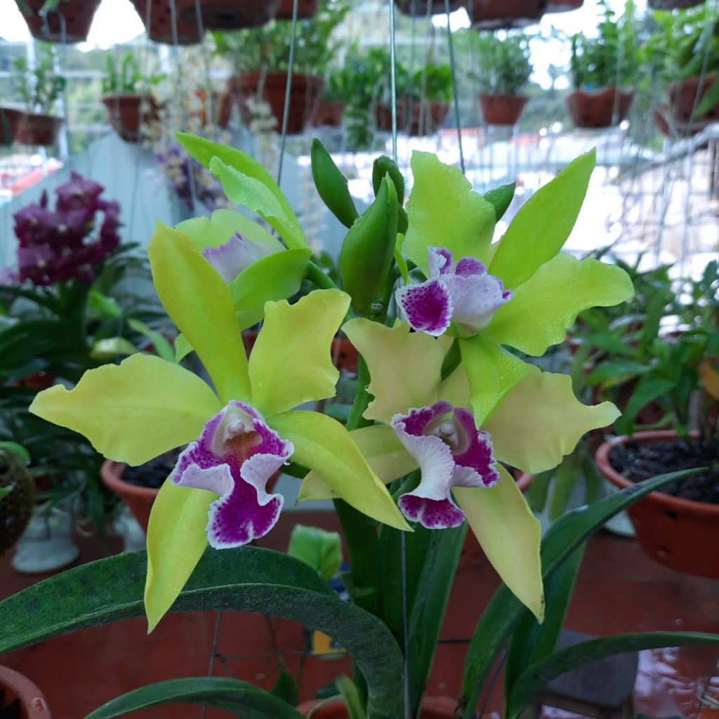 cattleya