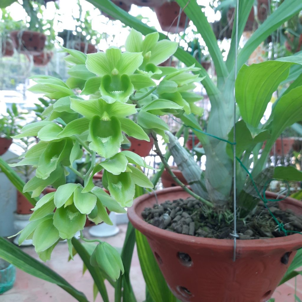 Việc cắt bỏ hoa lan đã tàn giúp cây phát triển tốt hơn.