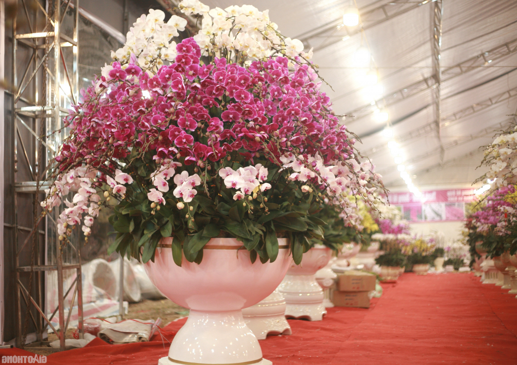 Chậu Lan Hồ Điệp cỡ lớn