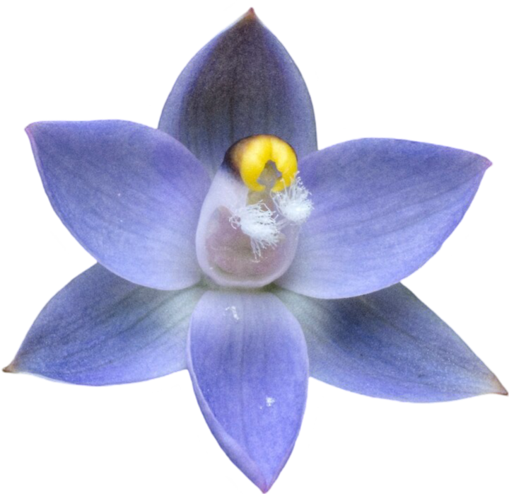 Một loài trong chi Thelymitra