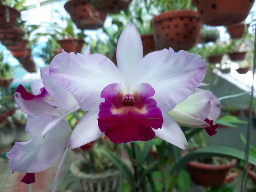 Hoa lan Cattleya